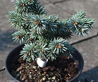 smrk - Picea pungens 'Mšeno'