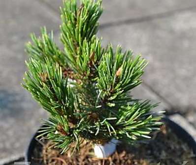 borovice - Pinus aristata 'New Broom'