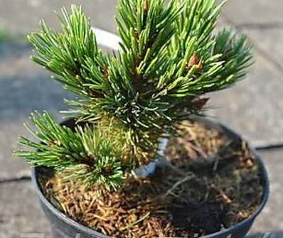 borovice - Pinus aristata 'New Broom'