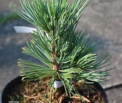 borovice - Pinus flexilis 'Puiute'
