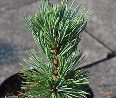 borovice - Pinus flexilis 'Puiute'