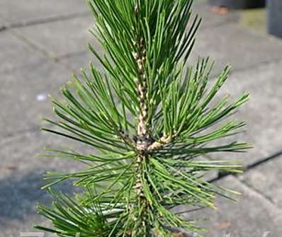 borovice - Pinus leucodermis 'Nana'