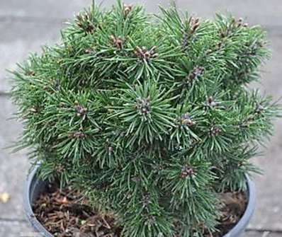 Borovice - Pinus mugo 'Nerost'