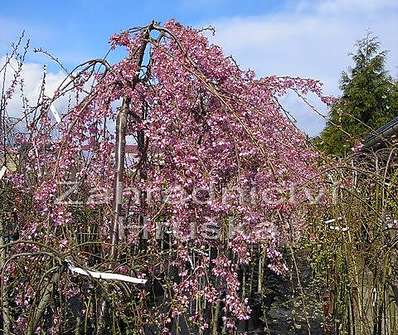 sakura - Prunus subhirtella 'Pendula'