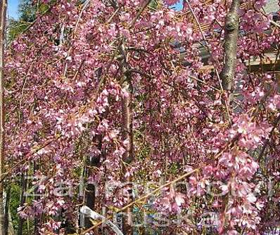 sakura - Prunus subhirtella 'Pendula'