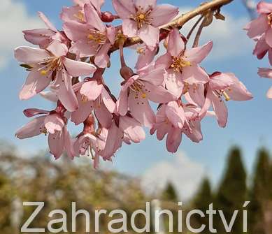 sakura - Prunus subhirtella 'Pendula'