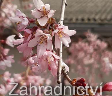 sakura - Prunus subhirtella 'Pendula'