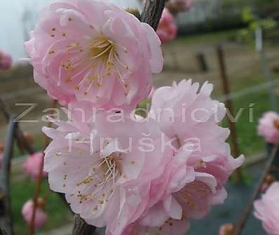 mandloň - Prunus triloba.