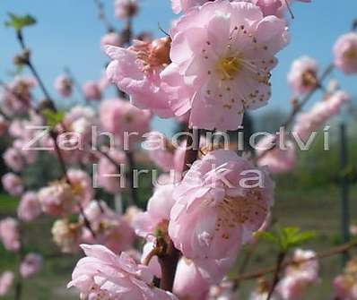 mandloň - Prunus triloba.