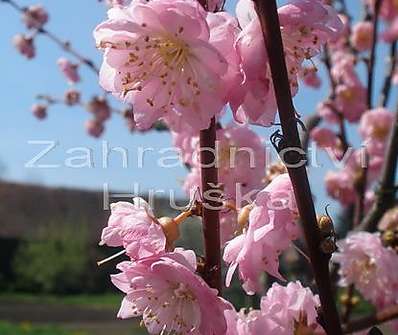 mandloň - Prunus triloba.