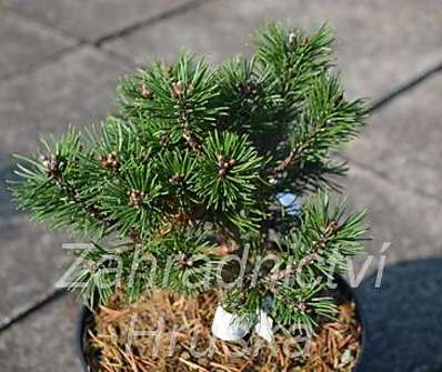 Borovice - Pinus nigra 'Mayland Compacte'
