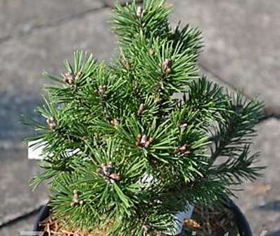 Borovice - Pinus nigra 'Mayland Compacte'