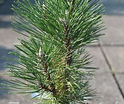 Borovice - Pinus nigra 'Richard'