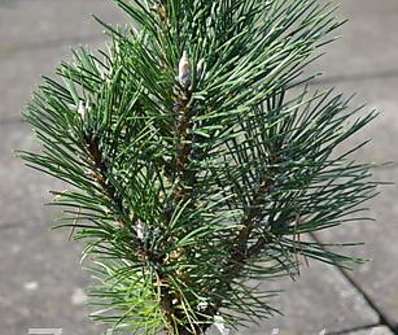 Borovice - Pinus nigra 'Richard'