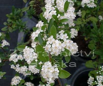 hlohyně - Pyracantha 'Orange Glow'