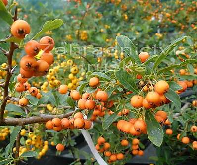 hlohyně - Pyracantha 'Orange Glow'