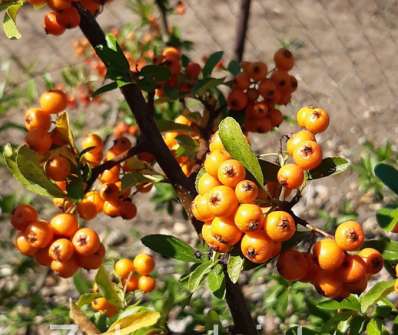 hlohyně - Pyracantha 'Orange Glow'