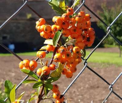 hlohyně - Pyracantha 'Orange Glow'