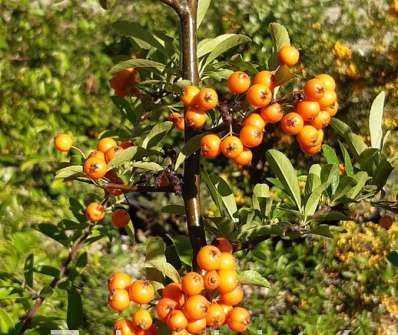 hlohyně - Pyracantha 'Orange Glow'