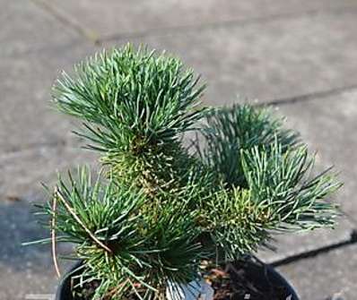 Borovice - Pinus parviflora 'Myo - Yo'