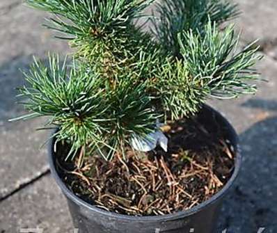 Borovice - Pinus parviflora 'Myo - Yo'