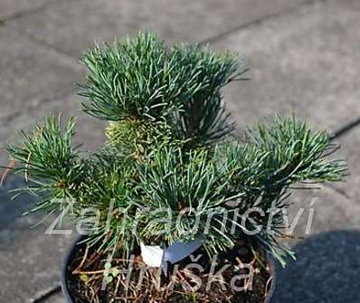 Borovice - Pinus parviflora 'Myo - Yo'