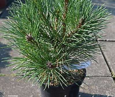 Borovice - Pinus resinosa 'Watnong'