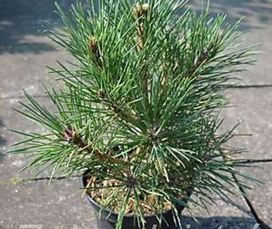 Borovice - Pinus resinosa 'Watnong'