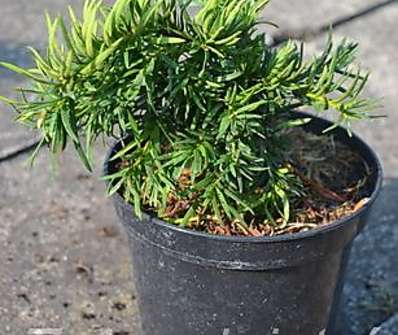 tis - Taxus baccata 'Balatka'