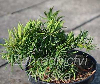 tis - Taxus baccata 'Balatka'