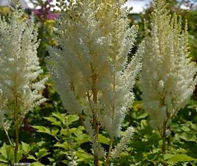 Astilbe chinensis Diamond and Pearls
