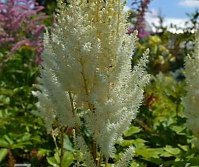 Astilbe chinensis Diamond and Pearls