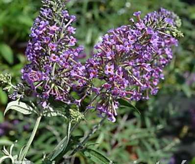 komule - Buddleja davidii 'Petite Lavender'