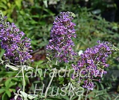 komule - Buddleja davidii 'Petite Lavender'