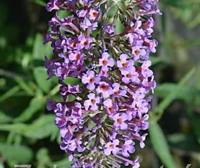 komule - Buddleja davidii 'Petite Lavender'