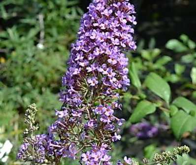 komule - Buddleja davidii 'Petite Lavender'