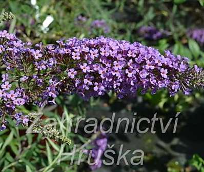 komule - Buddleja davidii 'Petite Lavender'