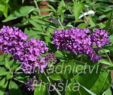 komule - Buddleja davidii 'Tutti frutti'