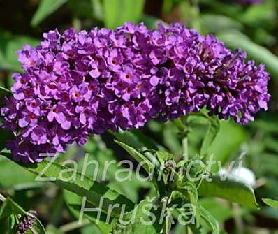 komule - Buddleja davidii 'Tutti frutti'