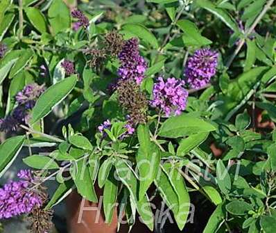 komule - Buddleja davidii 'Tutti frutti'