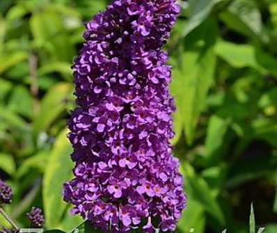 komule - Buddleja davidii 'Tutti frutti'