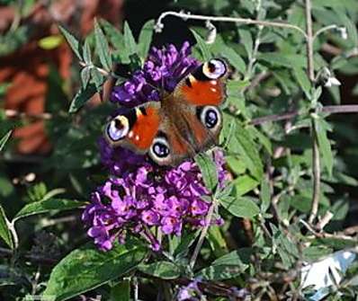 komule - Buddleja davidii 'Tutti frutti'