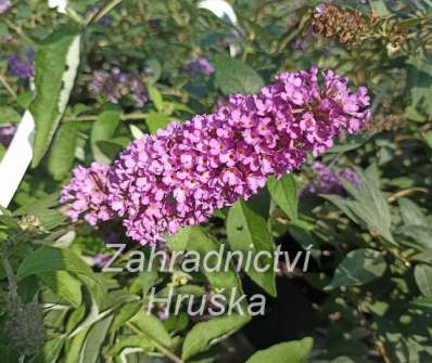 komule - Buddleja davidii 'Tutti frutti'