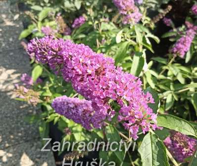 komule - Buddleja davidii 'Tutti frutti'