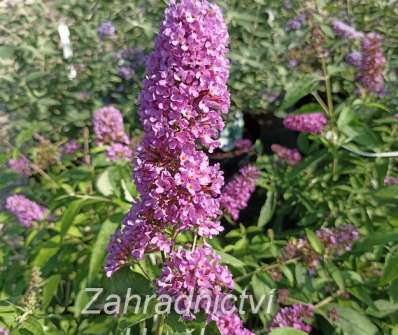 komule - Buddleja davidii 'Tutti frutti'