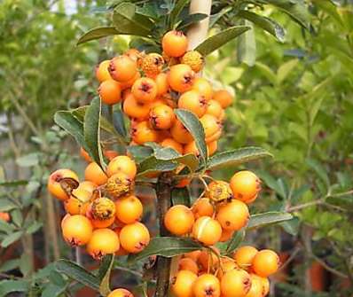 hlohyně - Pyracantha 'Soleir d´Or'