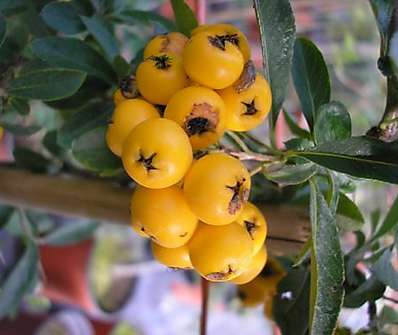hlohyně - Pyracantha 'Soleir d´Or'