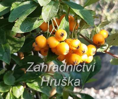hlohyně - Pyracantha 'Soleir d´Or'