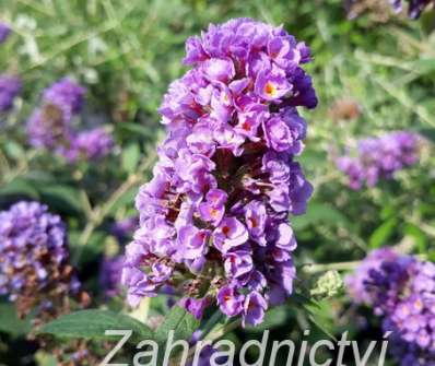 komule - Buddleja davidii 'Blue Boy'