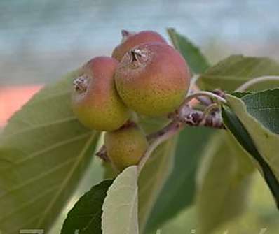 jabloň - Malus 'Tschonoskii´